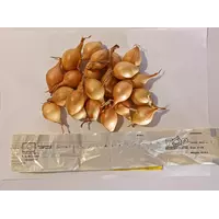 Лук севок Купидо TOP Onions Голландия 0,5 кг