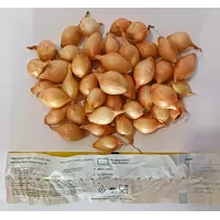 Лук севок Коррадо TOP Onions Голландия 1 кг