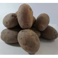 Насіння картоплі '' Ред Фентезі '' 1 кг EUROPLANT
