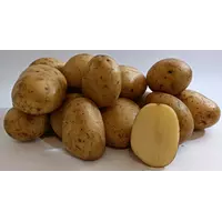Семена картошки Аризона AGRICO Голландия 1 кг