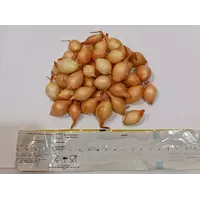Лук севок Стурон TOP Onions Голландия 0,5 кг