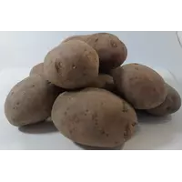 Насіння картоплі '' Санібель '' 1 кг EUROPLANT